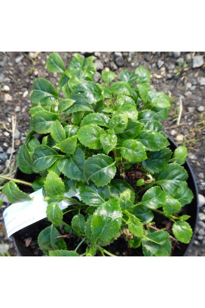 Гортензія вюнка Круг Корал